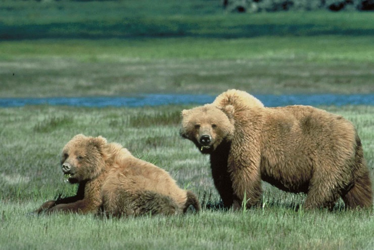 Grizzly_bears_animal_wildlife
