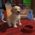 Little Friends: Puppy Island is the next game in the series, coming this Summer