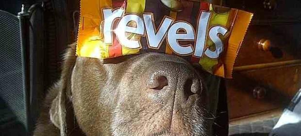 true game dog true game dog