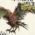 Wild Hearts Ferocious Creatures Trailer News