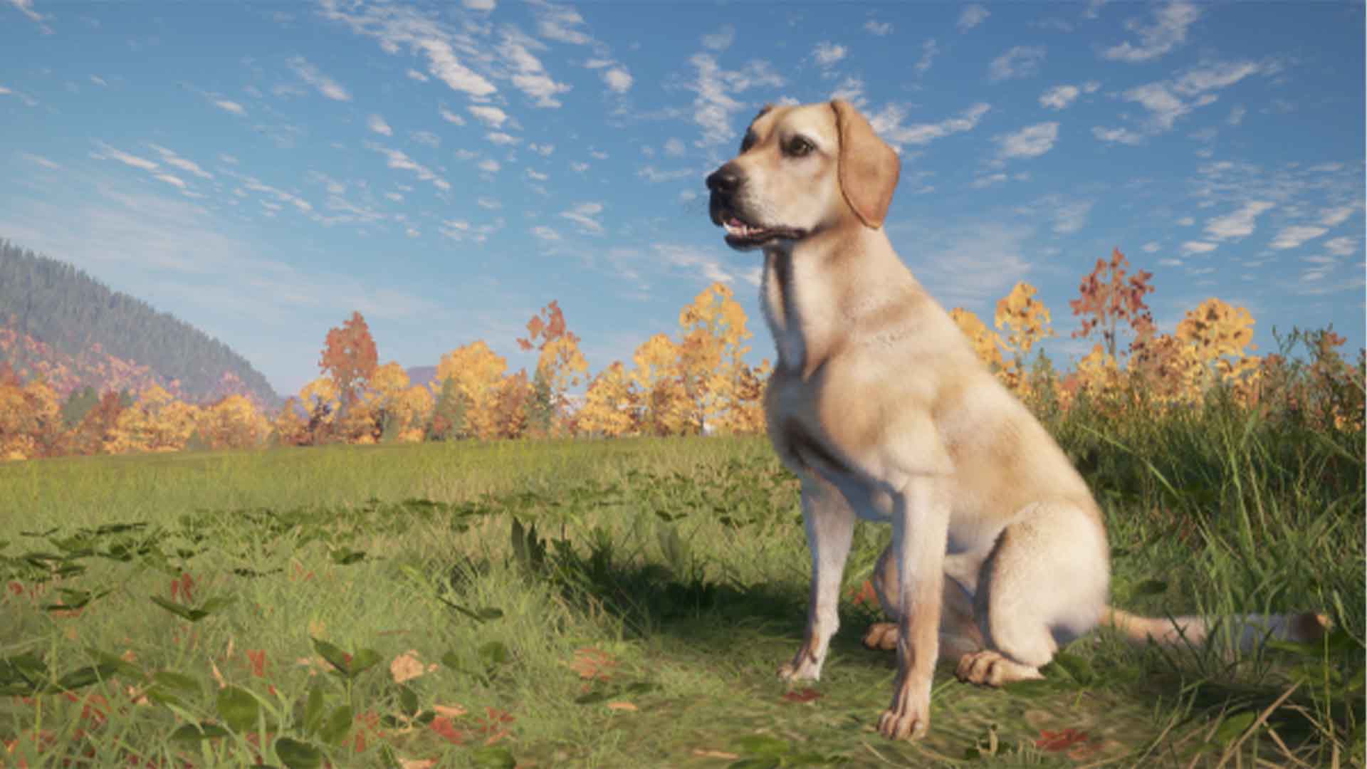 Hunter labrador deals